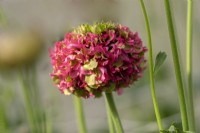 Italian Ranunculus asiaticus, Persian Buttercup 'Cloni Pon Pon line,Fanny' 