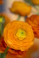 A display with Ranunculus asiaticus, Persian Buttercup 'Elegance line Clementine'

