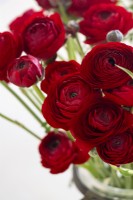 A display of Ranunculus asiaticus, Persian Buttercup 'Elegance line, Rosso 99-5'