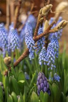 Flowering Muscari armeniacum with Magnolia twigs and Hyacinth in buds