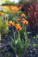 Tulipa 'Apeldoorn's Elite', May