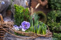 Spring composition in a wicker basket with Viola, Muscari and Buxus.