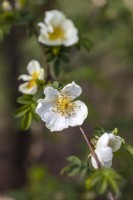 Rosa sericea subsp. omeiensis f. pteracantha - flowering in May