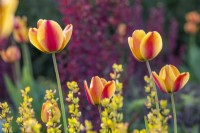 Tulipa 'Apeldoorn's Elite', May