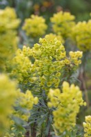 Euphorbia characias flowering in Spring - March