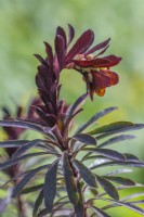 Euphorbia 'Miner's Merlot' flowering in Spring - April