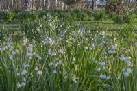 Groups of Leucojum aestivum 'Gravetye Giant' flowering in Spring - April