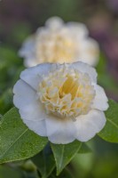 Camellia japonica 'Brushfield's Yellow' flowering in Spring - March