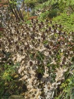 Eryngium giganteum - Sea Holly dried flowerheads