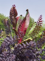 Cotinus coggygria 'Royal Purple' with Musa sikkimensis - Banana behind