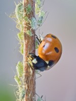 Coccinella septempunctata - 7 spot ladybird feeding on greenfly