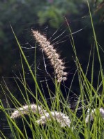 Pennisetum alopecuroides 'Hameln' - Chinese fountain grass and spider webs