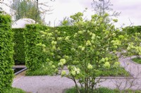 Multi-stemmed Viburnum plicatum 'Rotundifolium' with lime-green spherical  flowers in garden. May