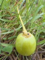 Ginkgo biloba - fruit fallen from tree
