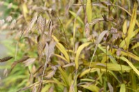 Chasmanthium latifolium in autumn - North America wild oats
