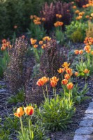 Spring border with Tulipa 'Apeldoorn's Elite' and burgundy Berberis 