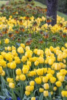 Tulipa 'Golden Parade' and Fritillaria imperialis