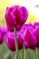 Tulipa 'Queen Jewel'
