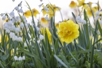 Narcissus 'Sherborne' and Leucojum aestivum 'Gravetye Giant',  April