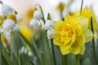 Narcissus 'Sherborne' and Leucojum aestivum 'Gravetye Giant', April