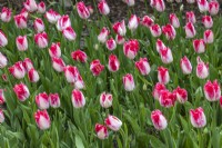 Tulipa 'Sweets Paradise'