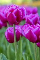 Tulipa 'Queen Jewel'