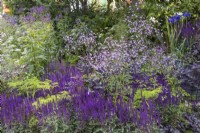 Thalictrum 'Splendide' and Salvia nemerosa 'Caradonna' - July
RHS Iconic Horticultural Hero Garden, Designer: Carol Klein