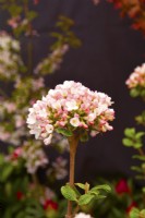 Pale pink flower of semi-evergreen Viburnum Burkwoodii 'Anne Russell'.  April