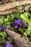 Viola odorata - sweet violet - March