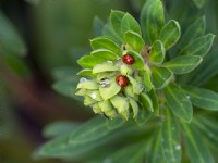 Euphorbia characias 'Portuguese Velvet' with hiding Ladybirds April Spring