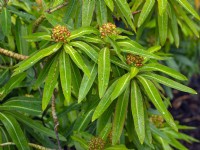 Euphorbia mellifera - 'Honey spurge' in April shower Spring