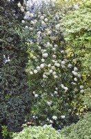 Multi-stemmed Viburnum pragense with creamy-white oval flowers in spring garden. May