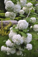 Branche of Viburnum opulus Roseum with white spherical flowers. May