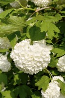 White spherical flowers of Viburnum opulus Roseum. May