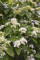 Branch with white flowers of  Viburnum sieboldii. April