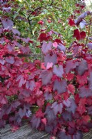 Vitis vinifera 'Spetchley Red' with Malus x robusta 'Red Sentinel'