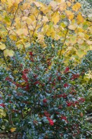 Ilex aquifolium 'Alaska' with Hamamelis x intermedia 'Diane' in autumn