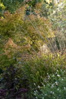 Chasmanthium latifolium with Salvia 'Hotlips', Hylotelephium 'Matrona', Stipa gigantea and Acer palmatumn 'Sango Kaku' in autumn