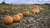 Pumpkins - Cucurbita pepo - in a field