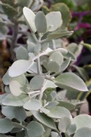 Kalanchoe hildebrandtii - silver teaspoons