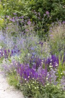 Purple and blue summer bed planted with Salvia 'Caradonna', Eryngium, Verbena bonariensis and ornamental grasses, July. RHS Iconic Horticultural Hero Garden, Designer: Carol Klein