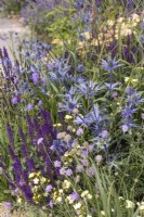 Eryngium zabelii 'Big Blue and Salvia 'Caradonna'  - RHS Iconic Horticultural Hero Garden, Designer: Carol Klein
