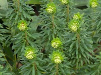 Euphorbia characias 'Portuguese Velvet'  April Spring