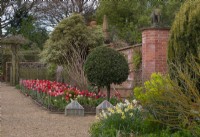  A mix of pink and red tulips in a bed with a topiary bay tree. East Ruston Old Vicarage, Norfolk