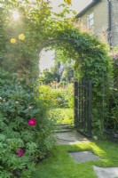 View through archway with an iron gate in a garden wall. Climbing roses and clematis trained over metal arch trellis. June.
