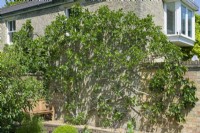 Fig tree fan-trained on a sunny house wall. Ficus carica. June.
