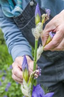 Woman carefully removing faded flowers from a bearded iris by snapping off the spent flowers neatly at the base with finger and thumb. May.