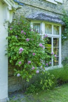 Rosa 'Fantin-Latour' trained on the wall of a Victorian house next to a bay window. June.