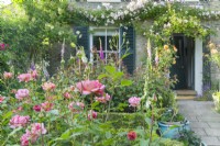 View of a garden in front of a Victorian house in summer with Rosa 'Boscobel' flowering in a border. Rosa 'Francis E. Lester' trained above front door and window with shutters. May.