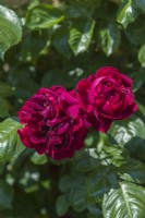 Rosa 'Highgrove' - syn. Rosa 'Hornightshade'. Closeup of flowers in June.